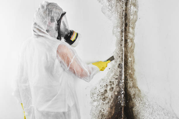 Best Health and Safety Mold Remediation in Wormleysburg, PA